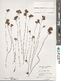 Utricularia cornuta image