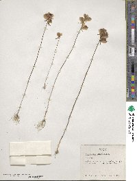 Utricularia cornuta image