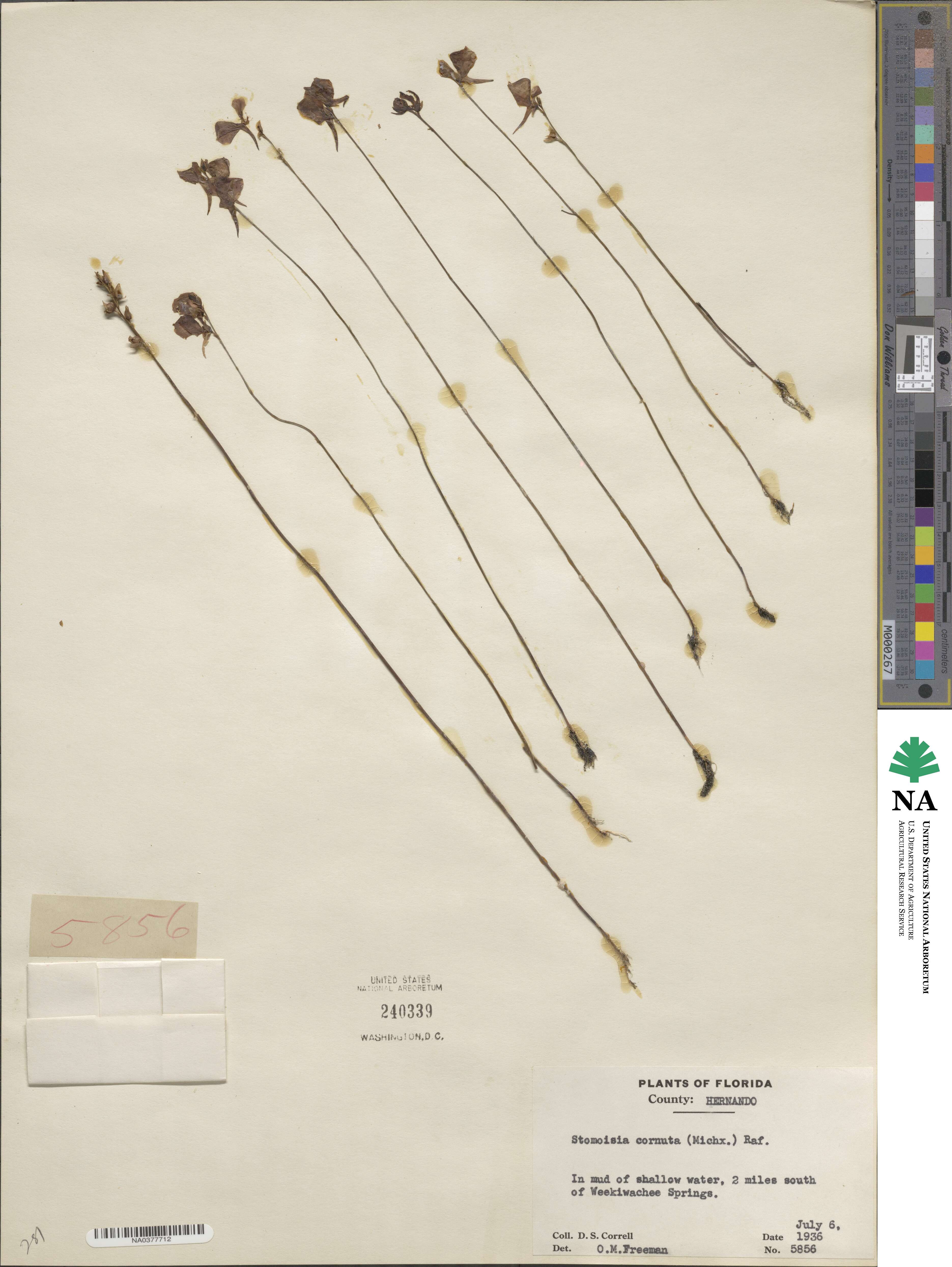 Utricularia cornuta image