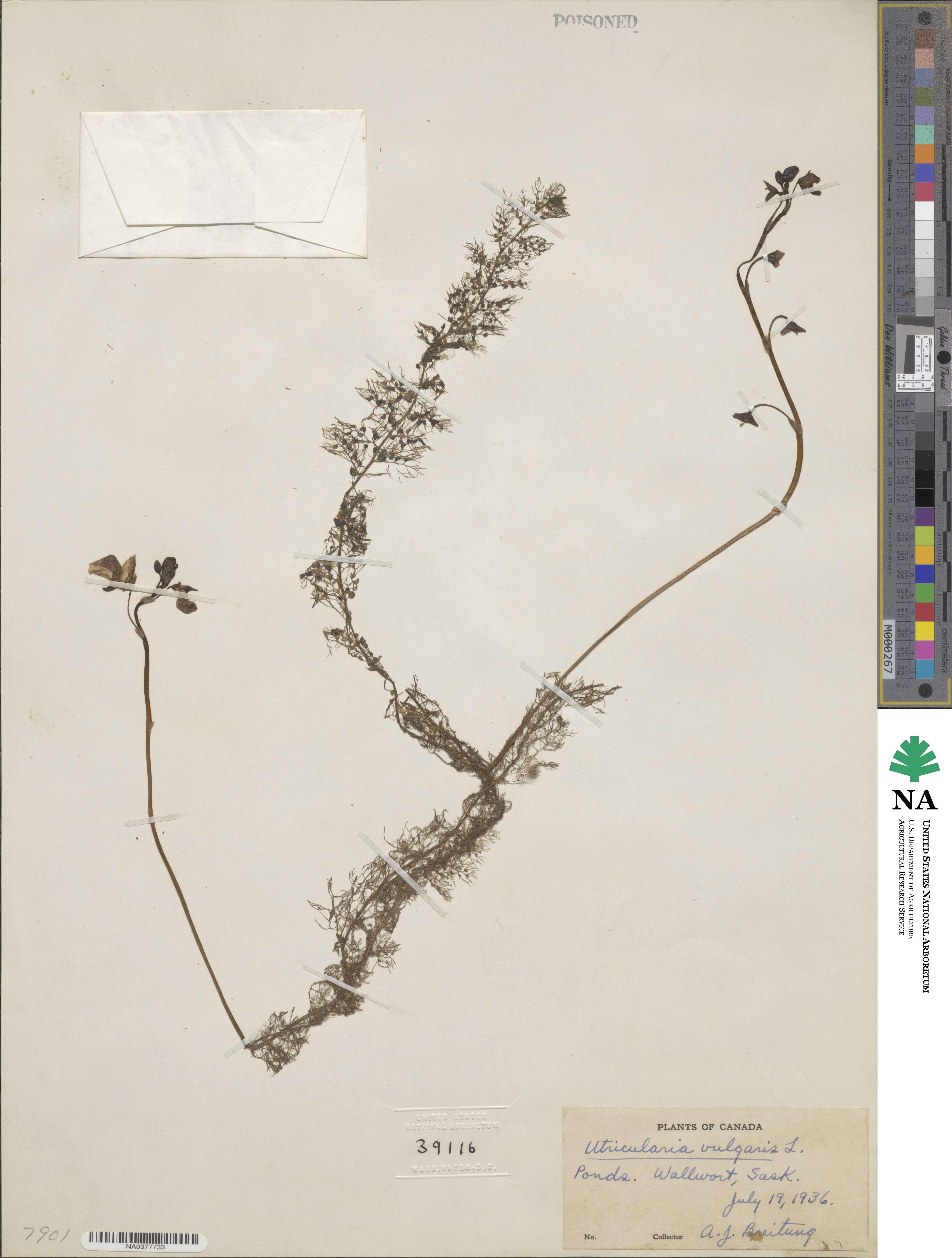 Utricularia vulgaris image