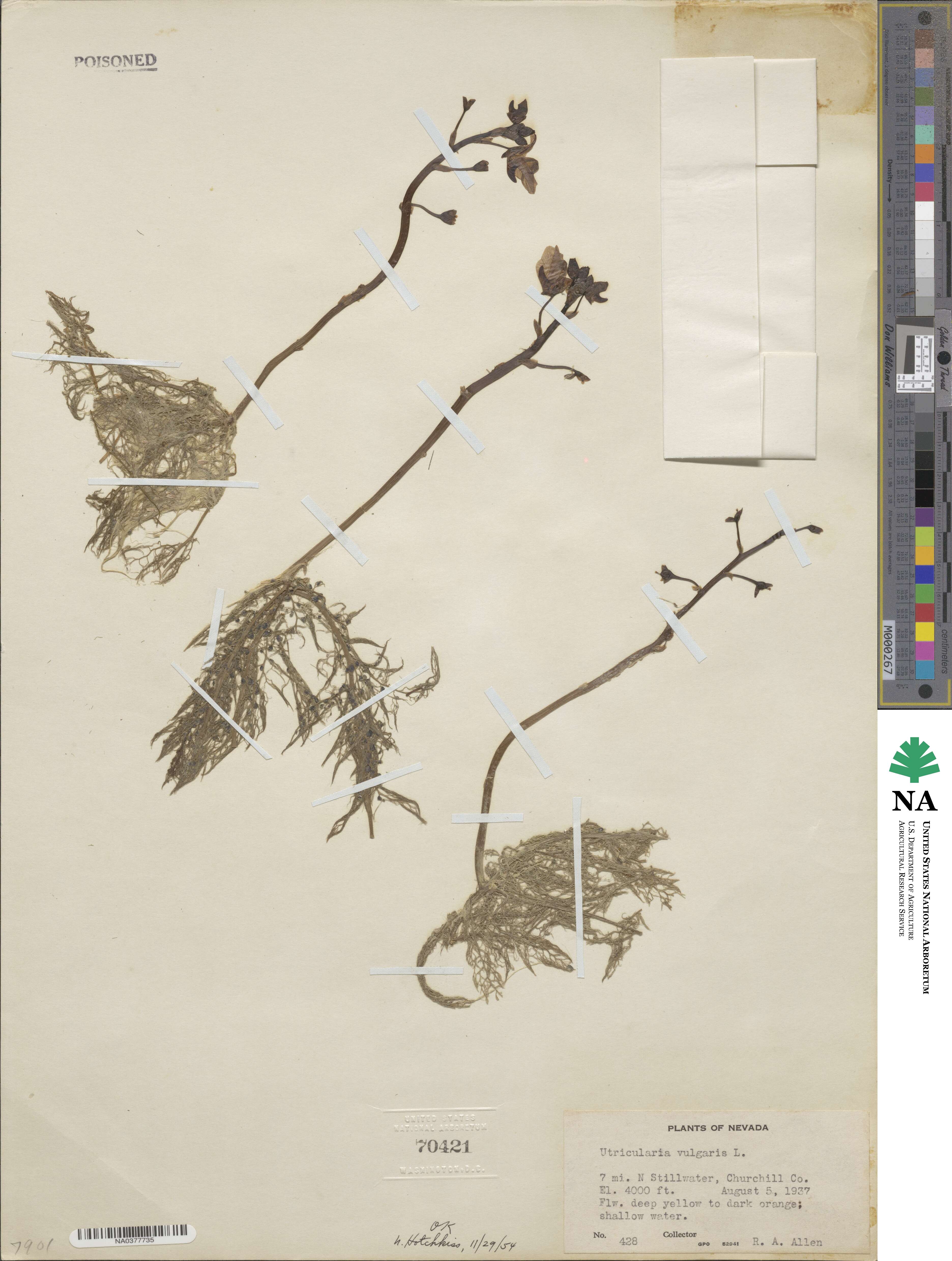 Utricularia image