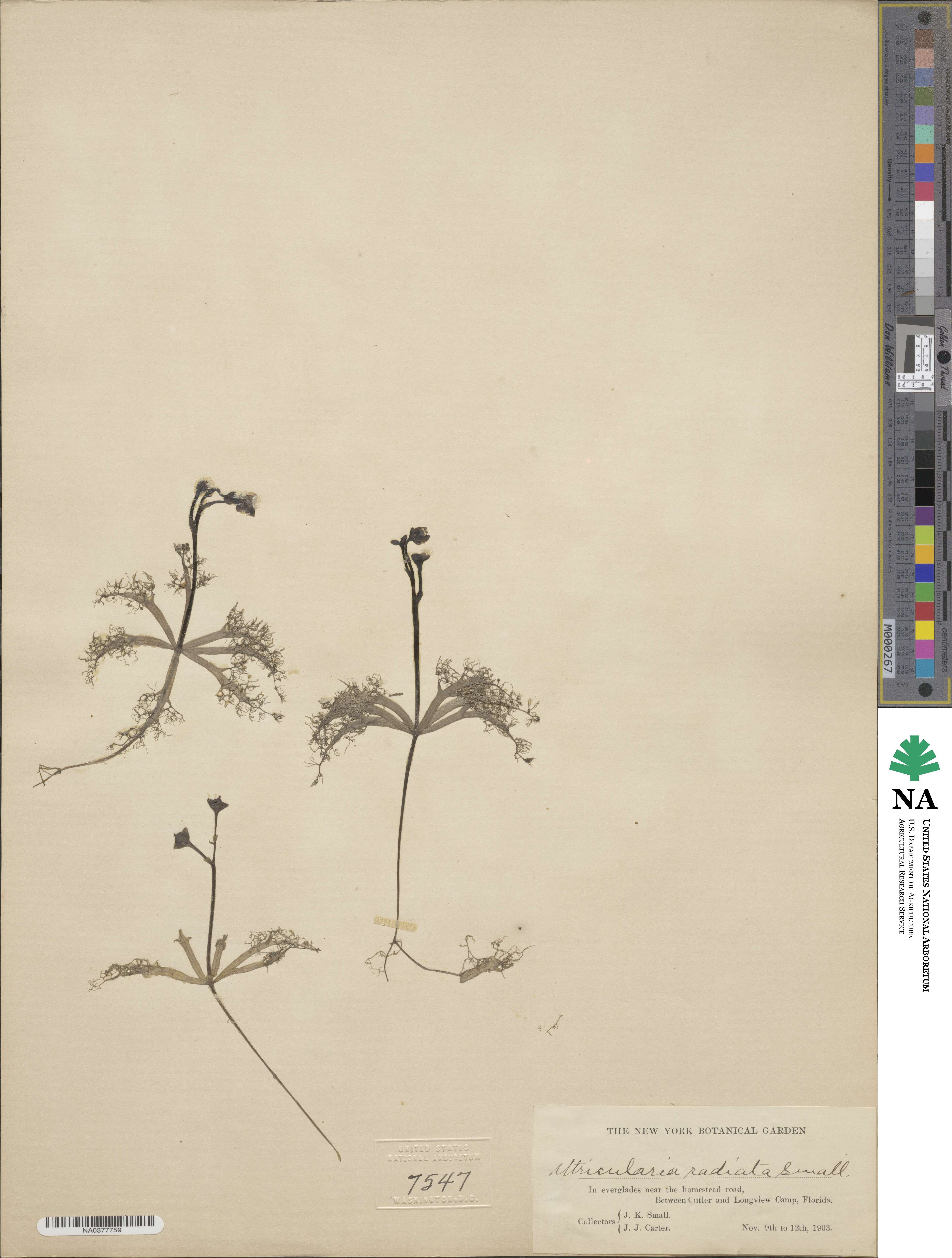 Utricularia radiata image