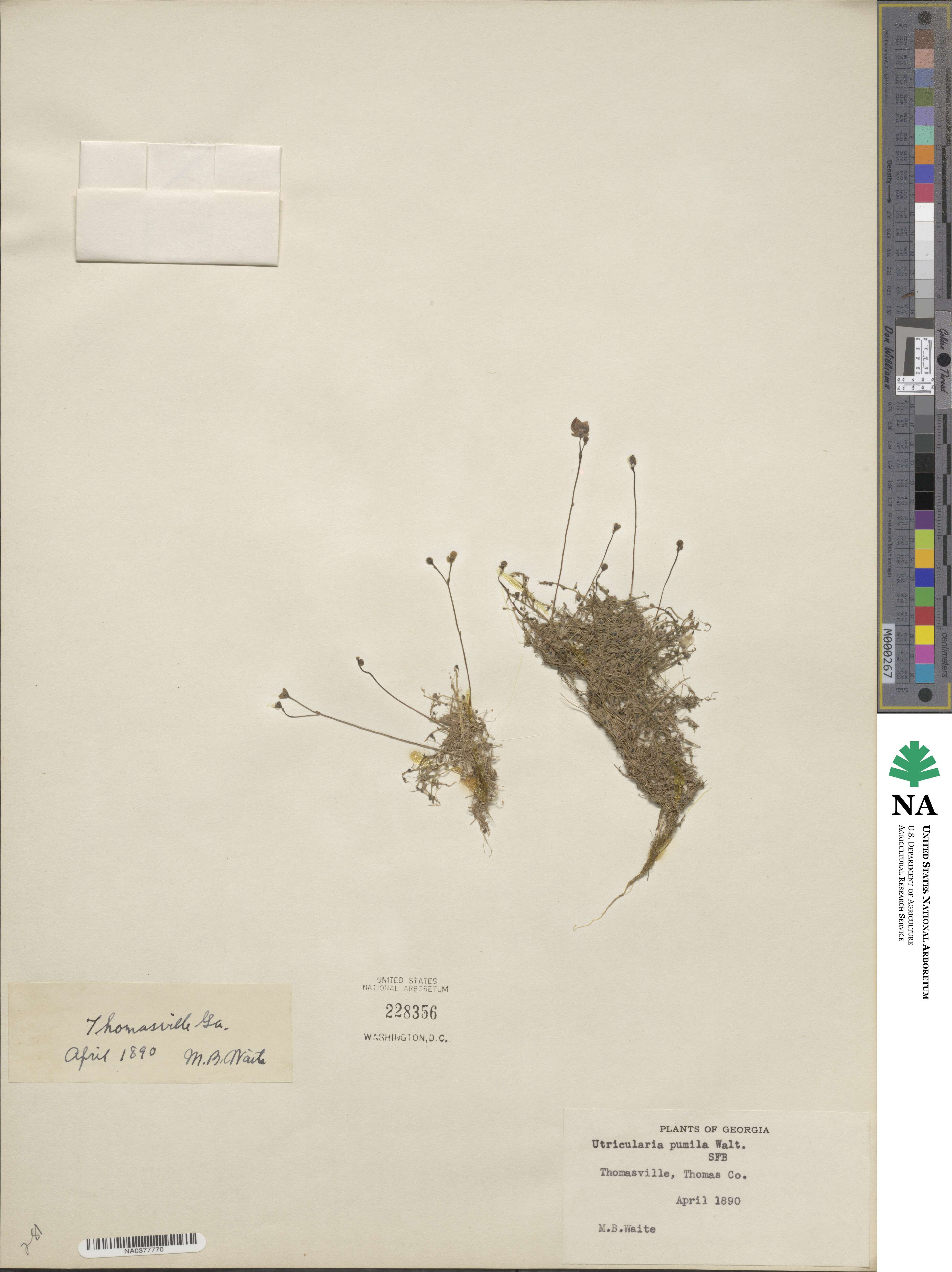 Utricularia juncea image