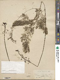 Utricularia foliosa image