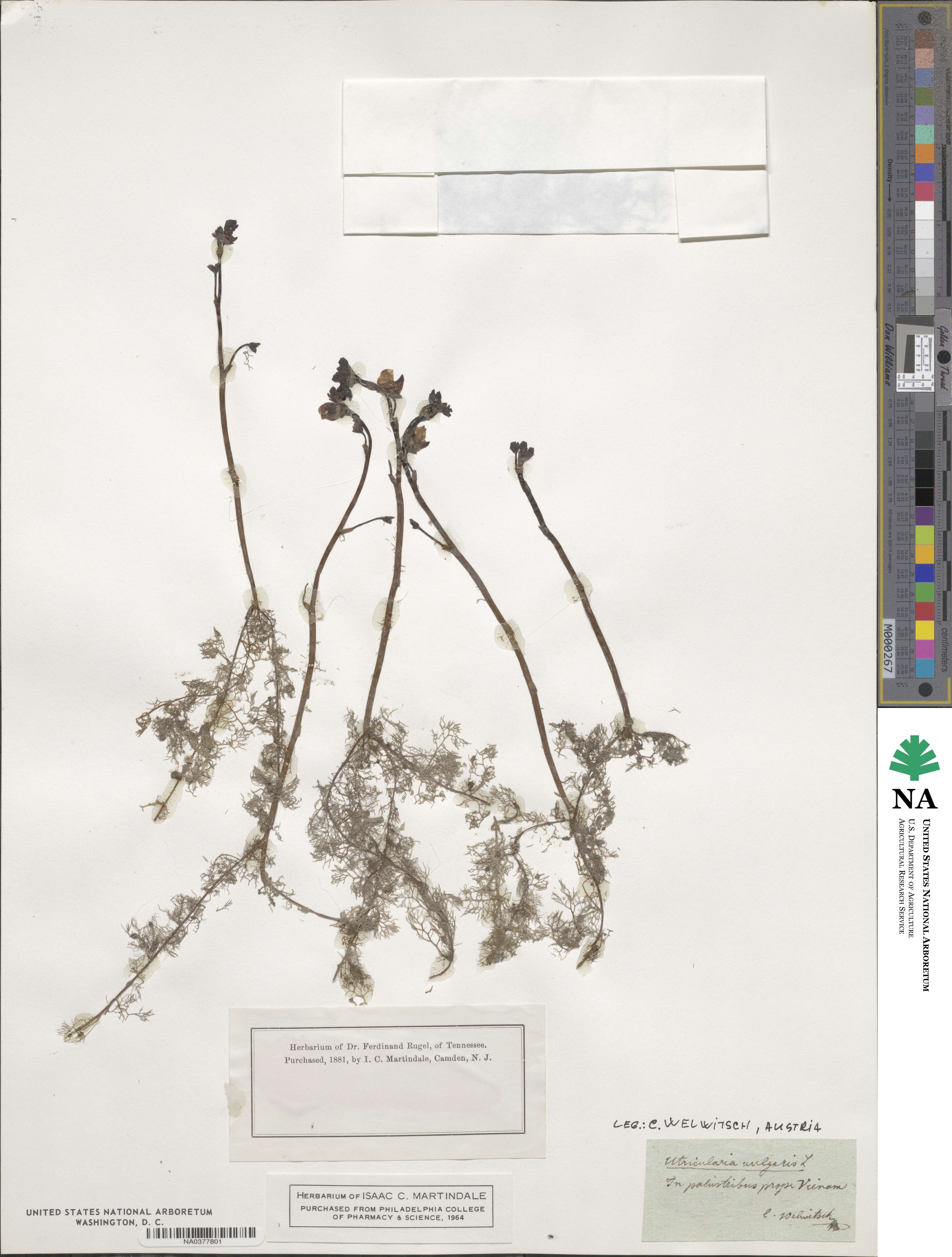 Utricularia vulgaris image
