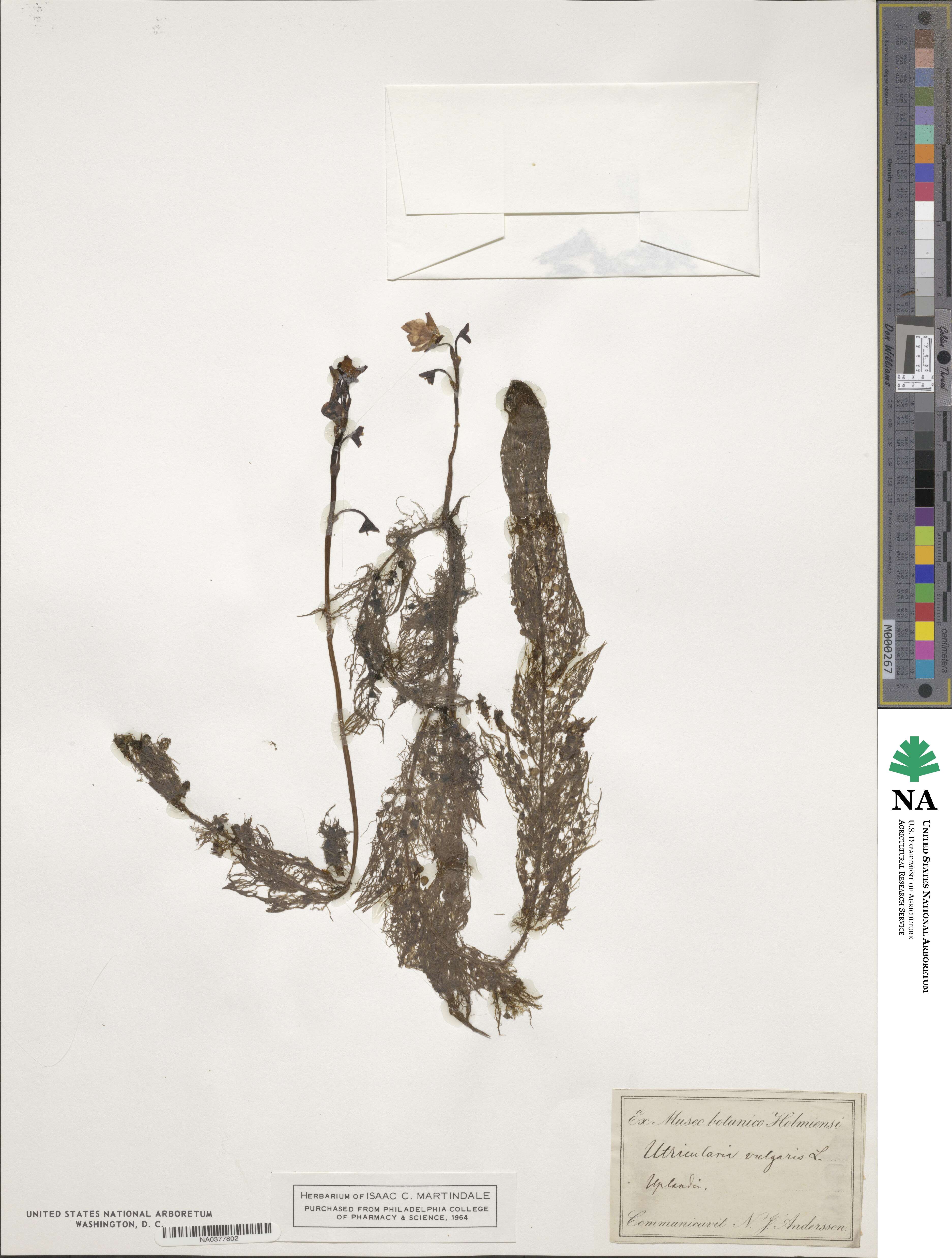 Utricularia image
