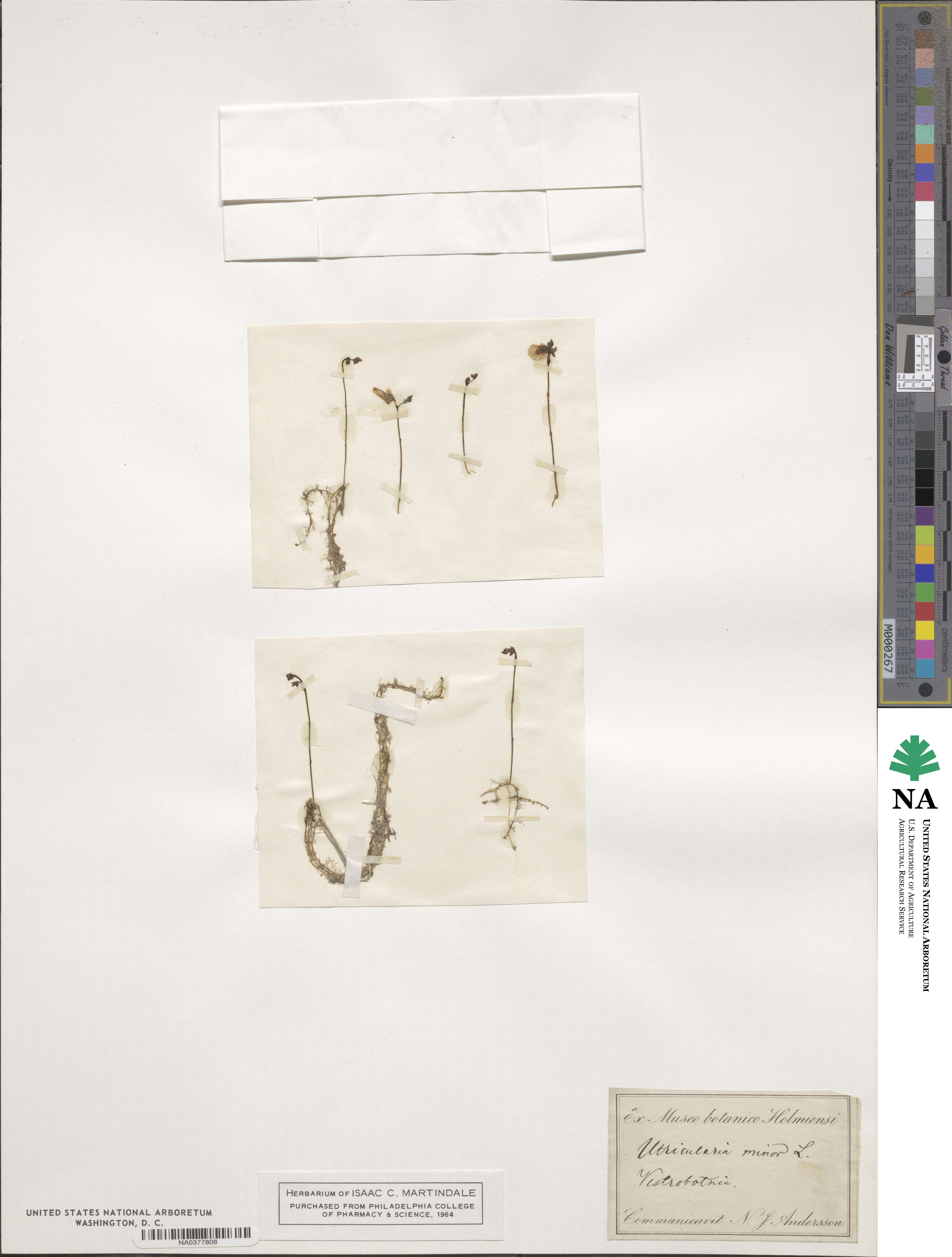 Utricularia minor image