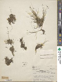 Utricularia gibba image