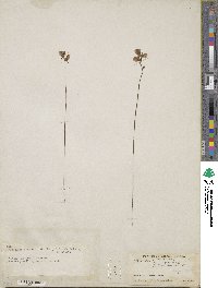 Utricularia juncea image