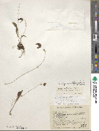 Utricularia asplundii image