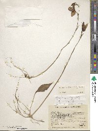 Image of Utricularia alpina