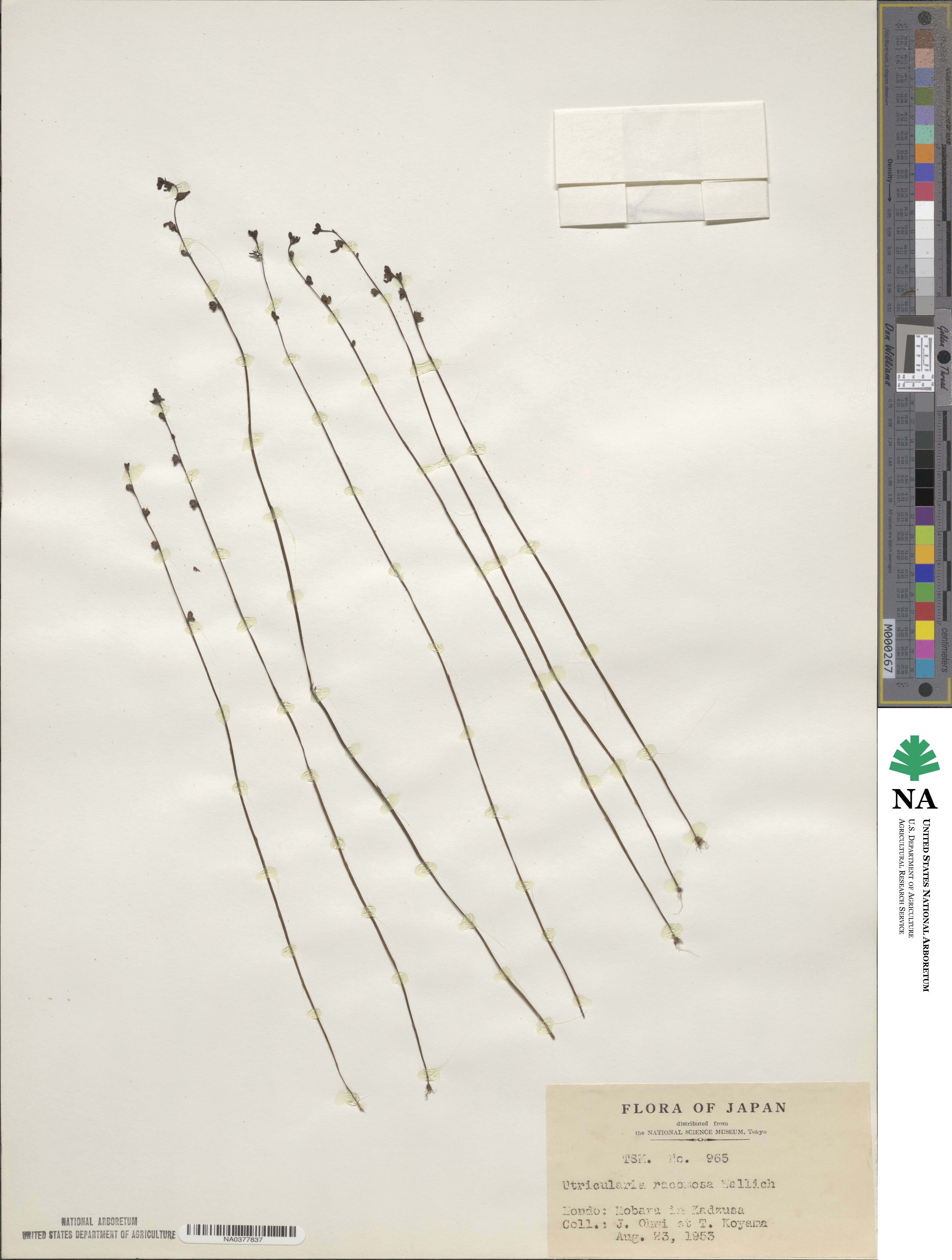 Utricularia caerulea image