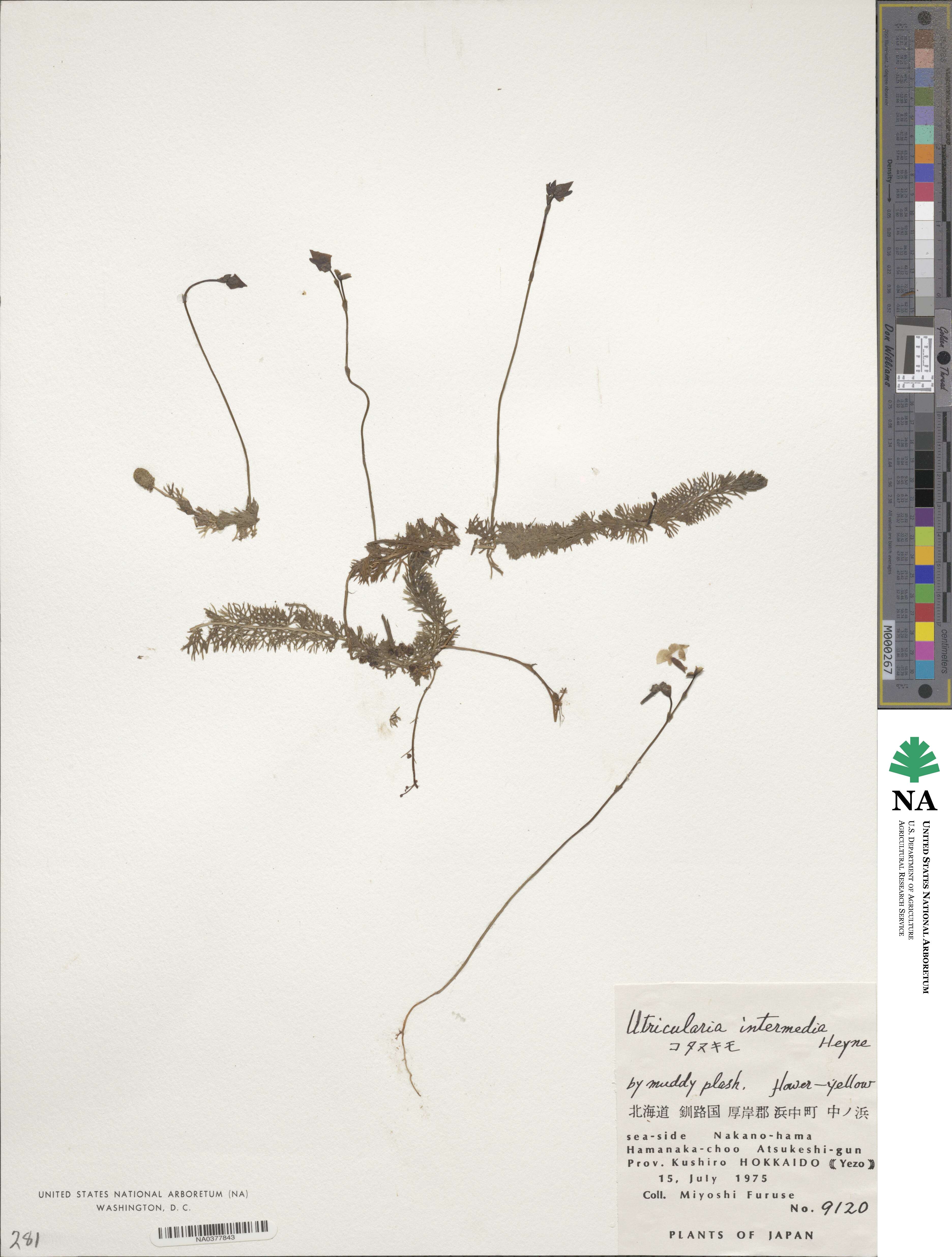 Utricularia intermedia image