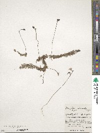 Utricularia intermedia image