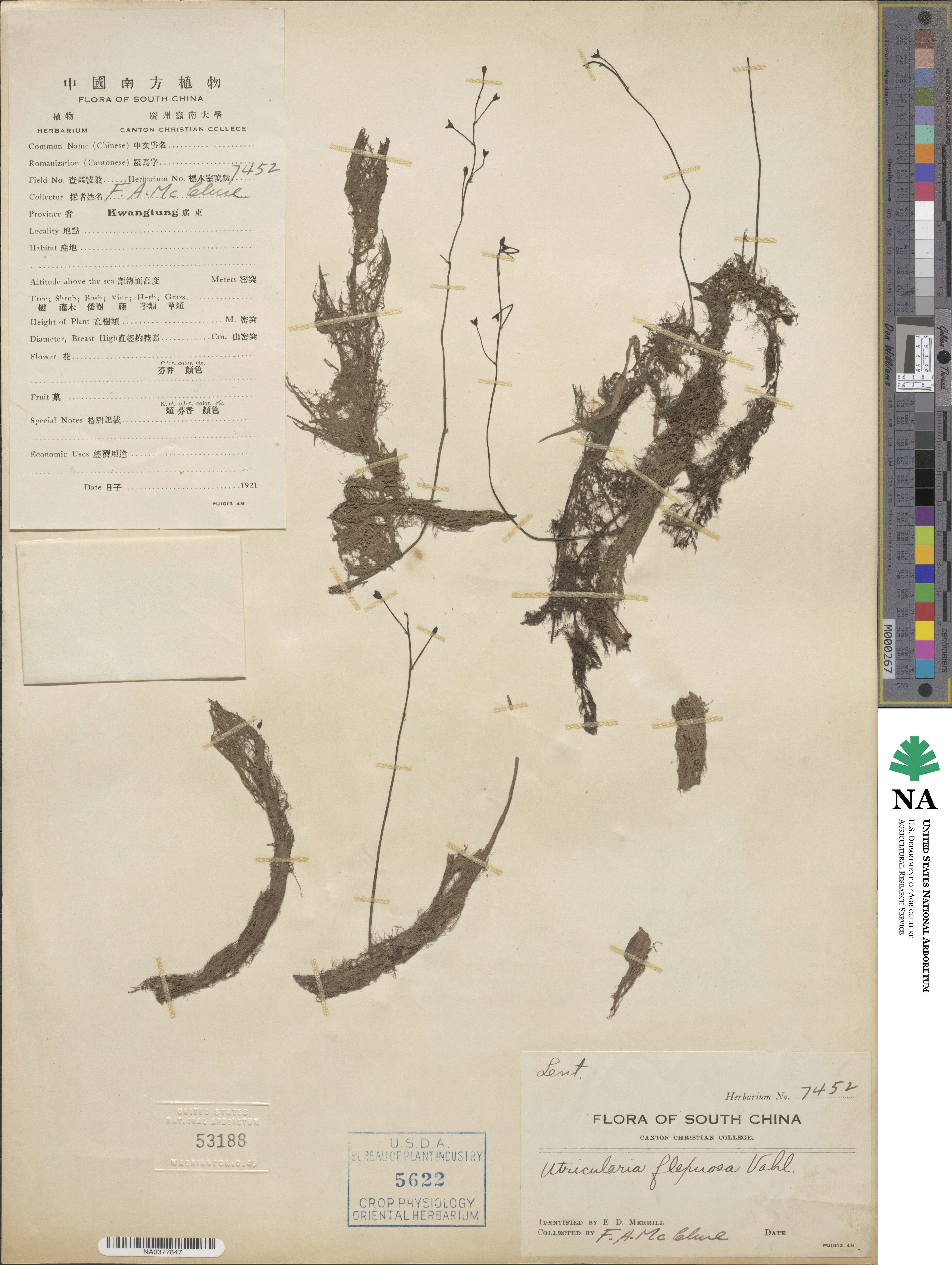 Utricularia aurea image