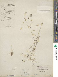 Utricularia bifida image