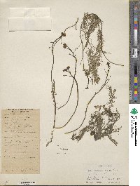 Utricularia aurea image