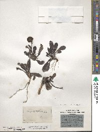 Globularia nudicaulis image