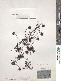 Globularia cordifolia image