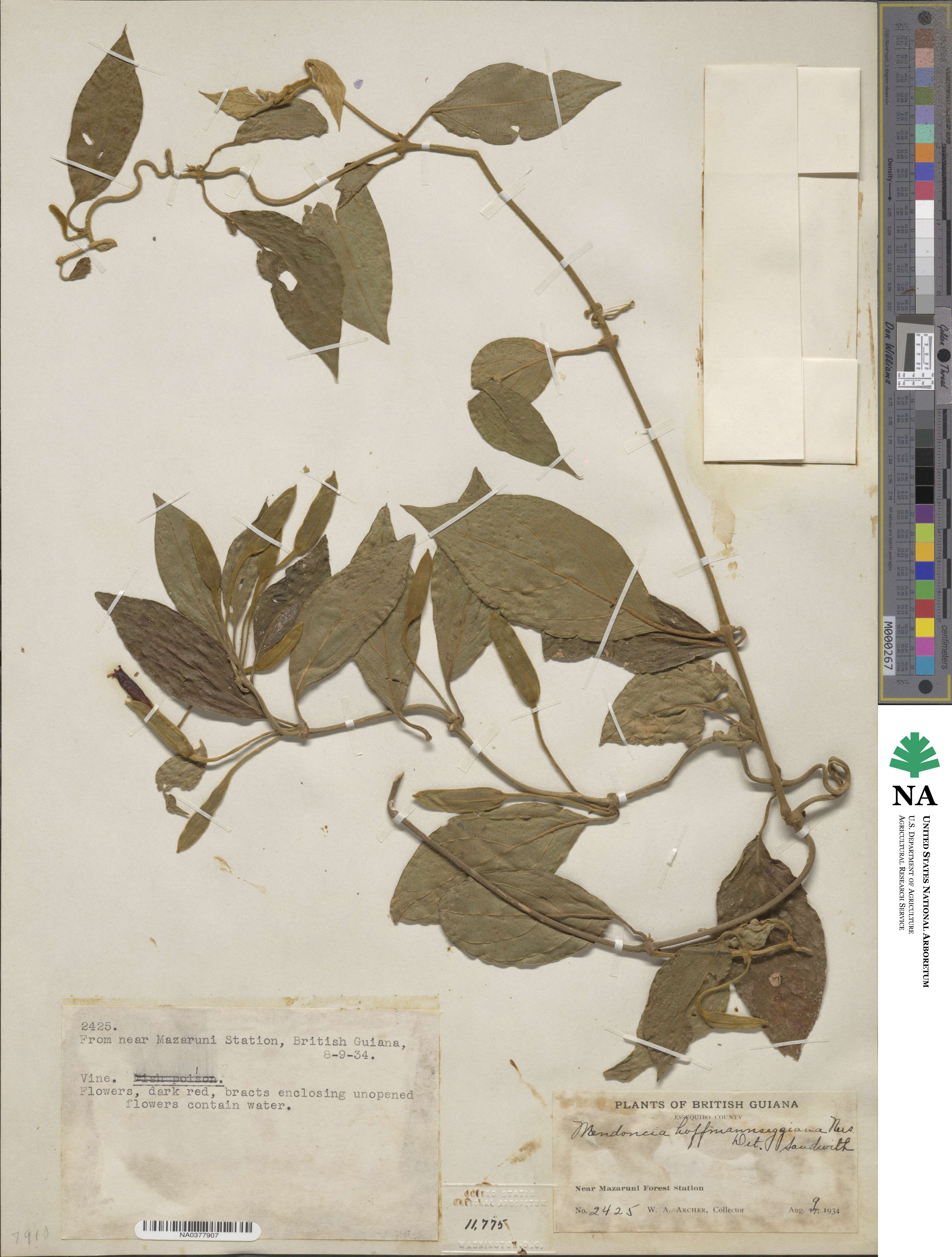 Mendoncia image