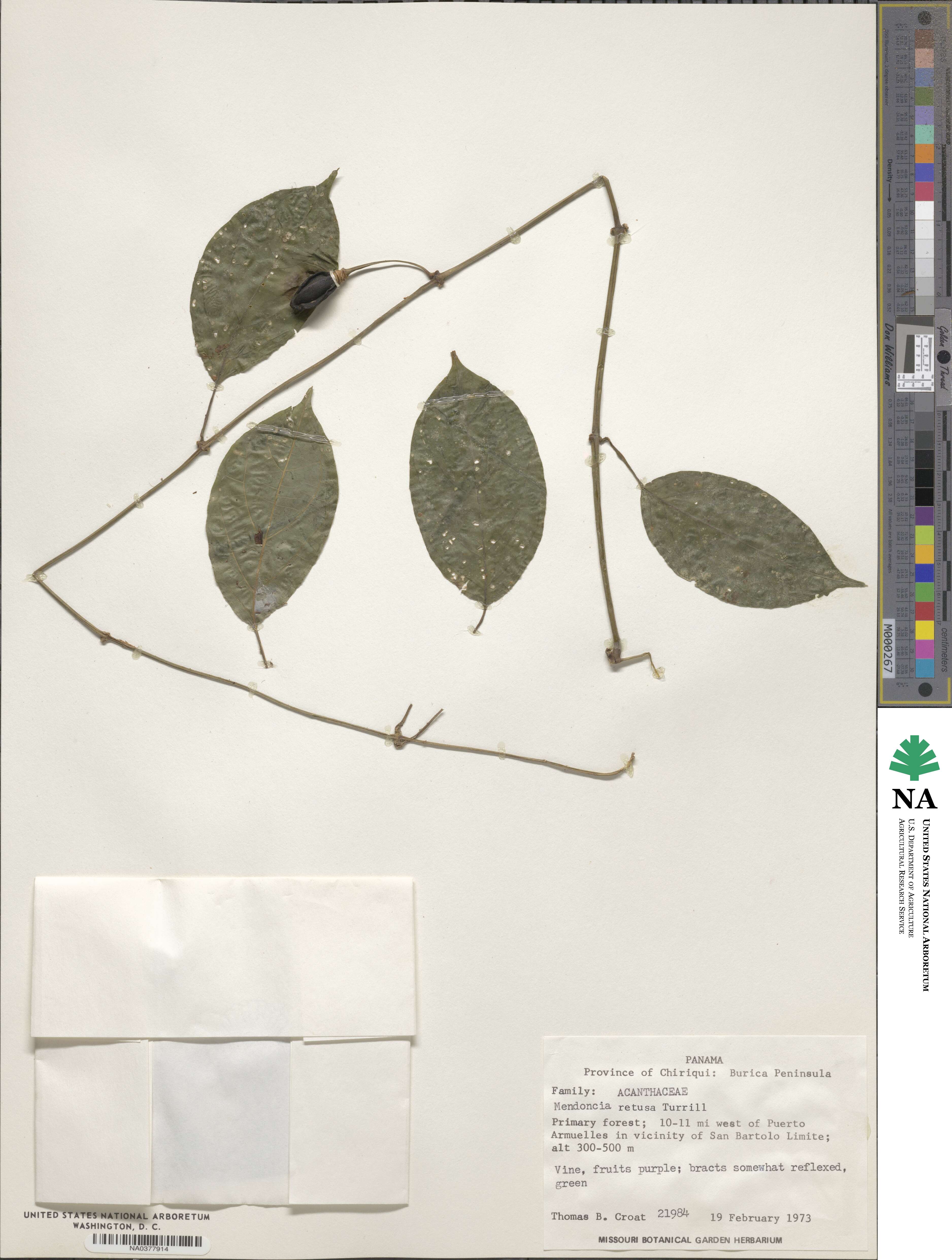 Mendoncia retusa image
