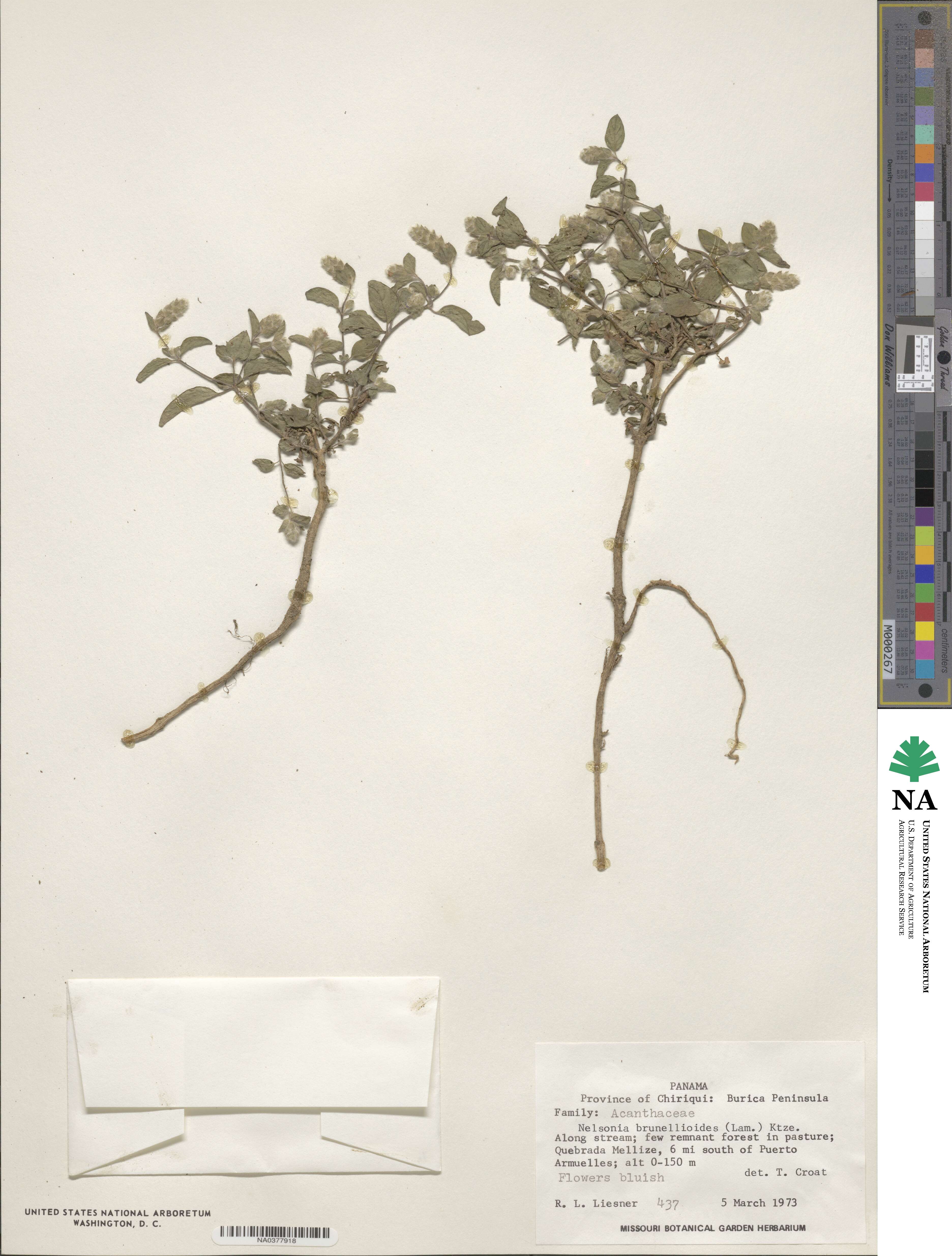 Strobilanthes brunelloides image