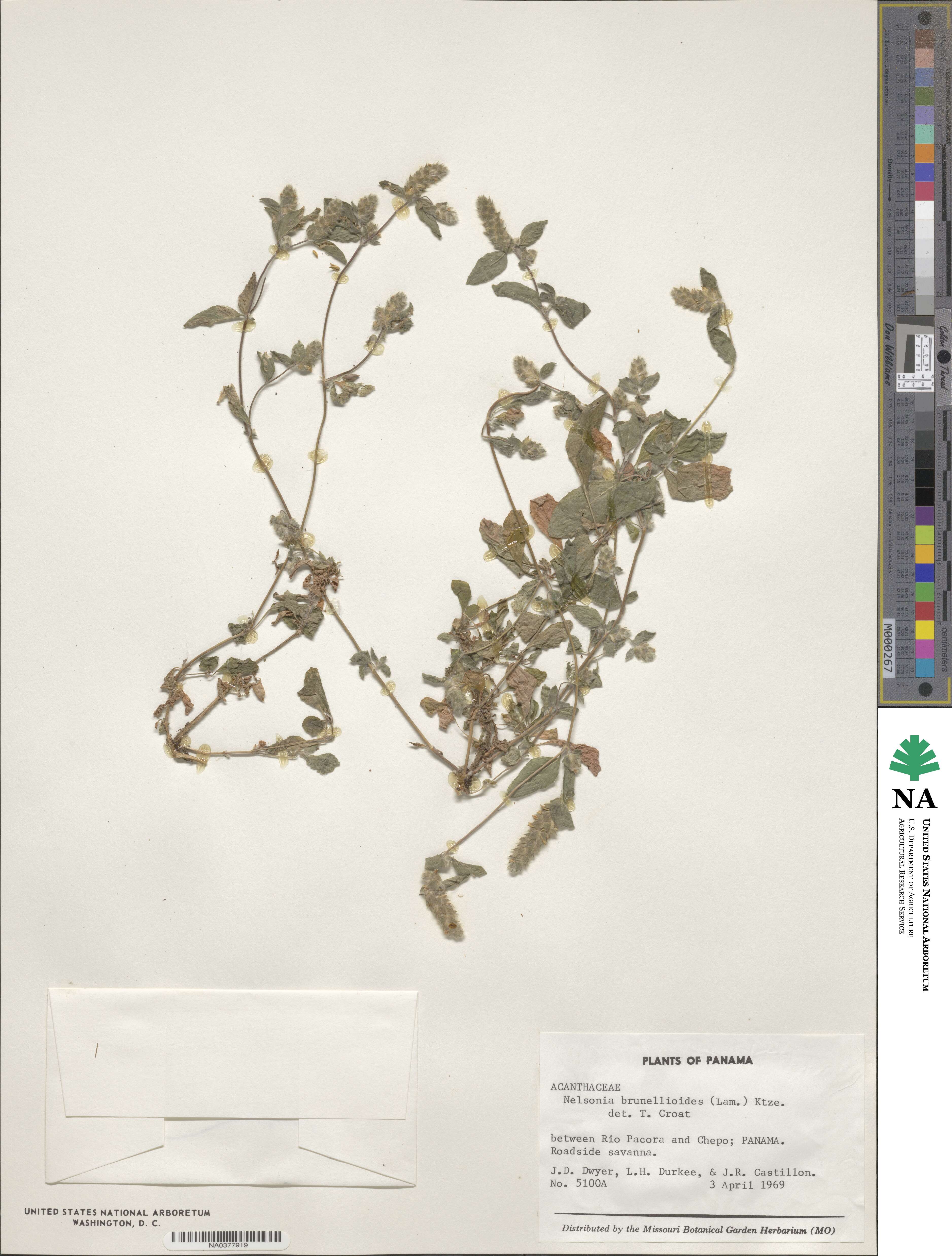 Strobilanthes brunelloides image