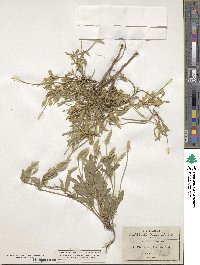 Elytraria imbricata image