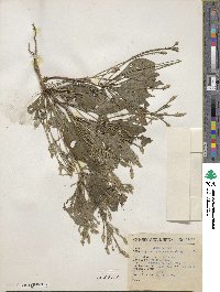 Elytraria imbricata image