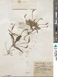Elytraria imbricata image