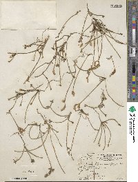 Elytraria imbricata image
