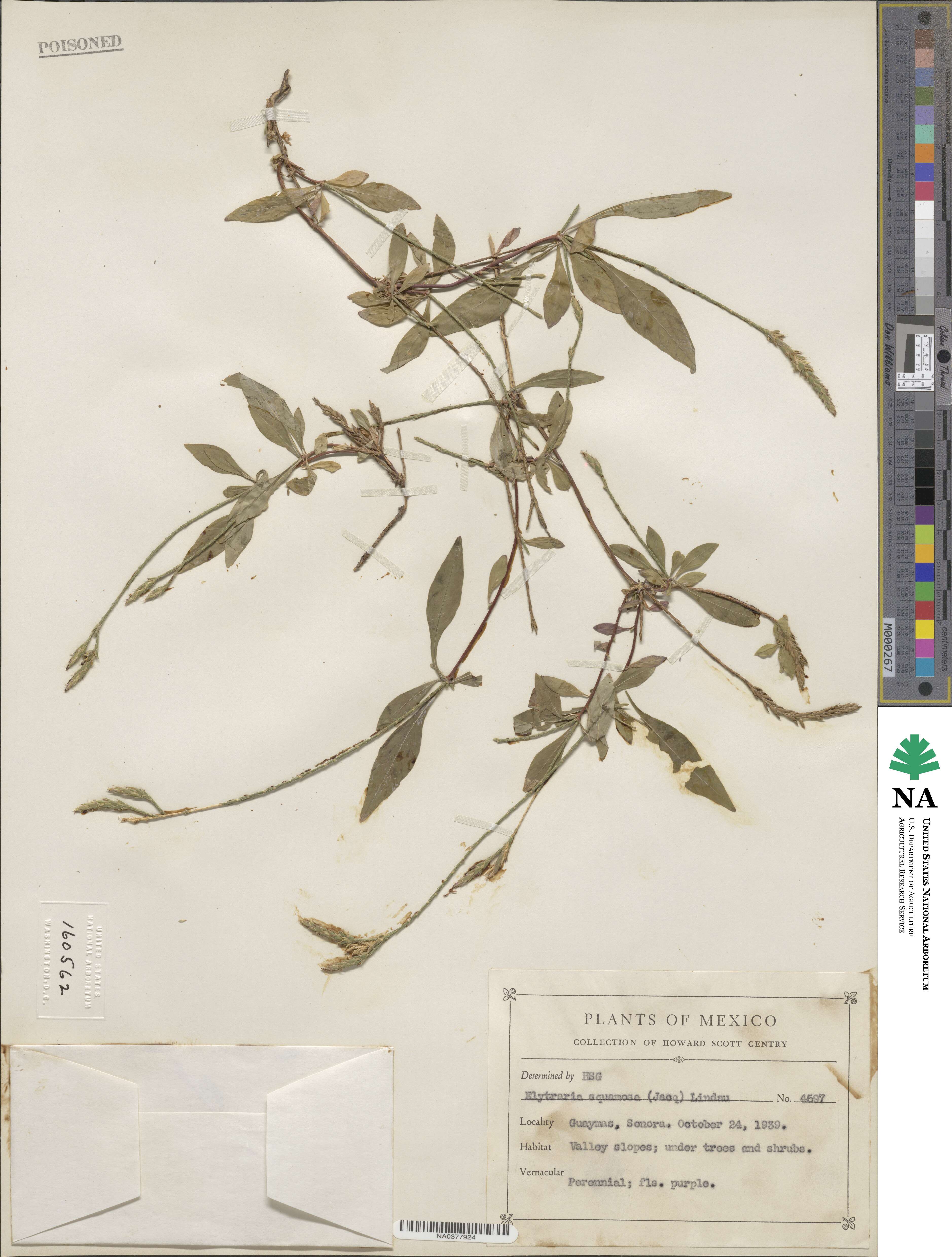 Elytraria image