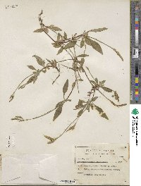 Elytraria imbricata image