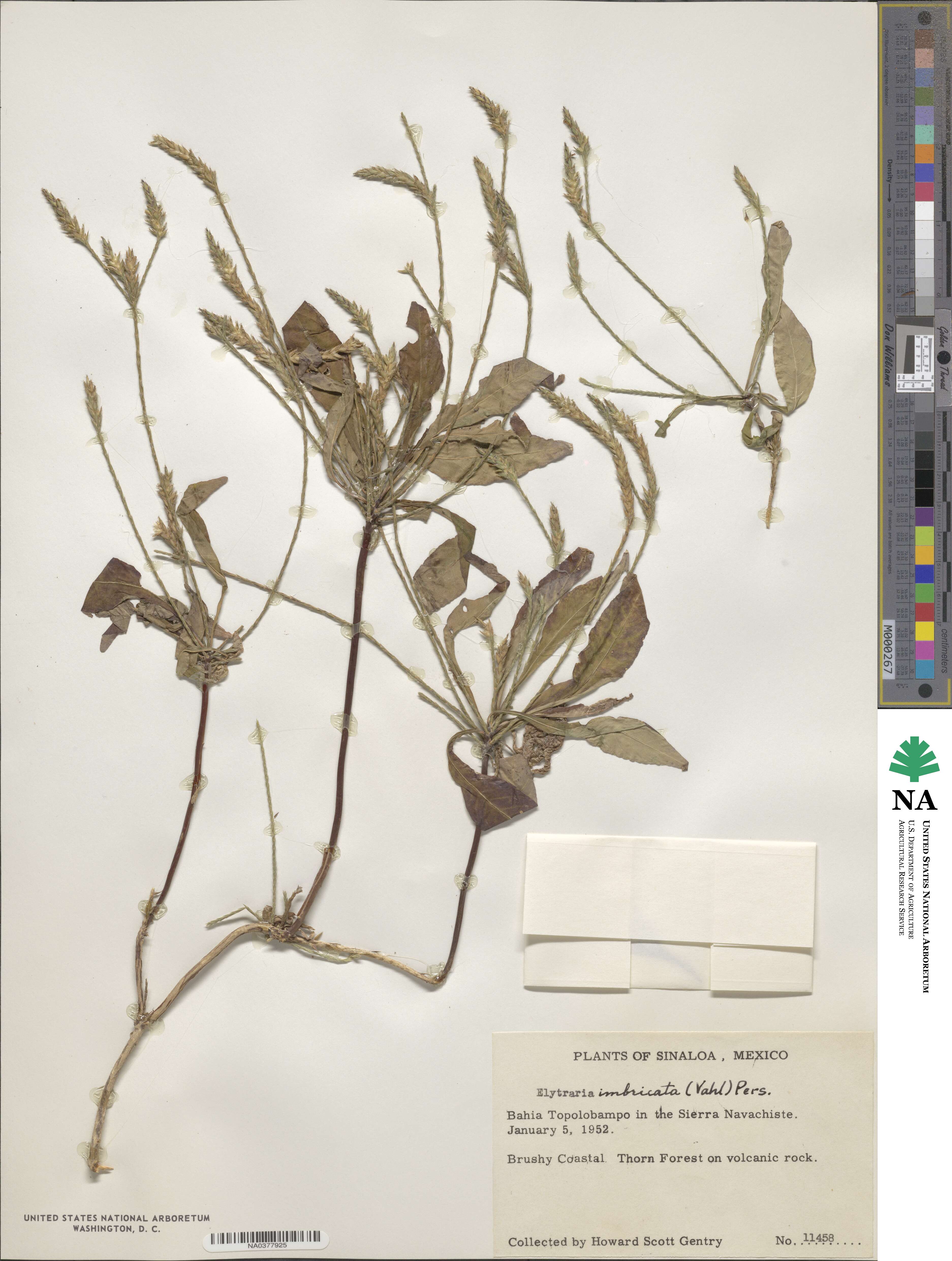 Elytraria imbricata image