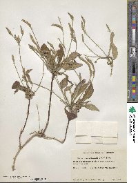 Elytraria imbricata image