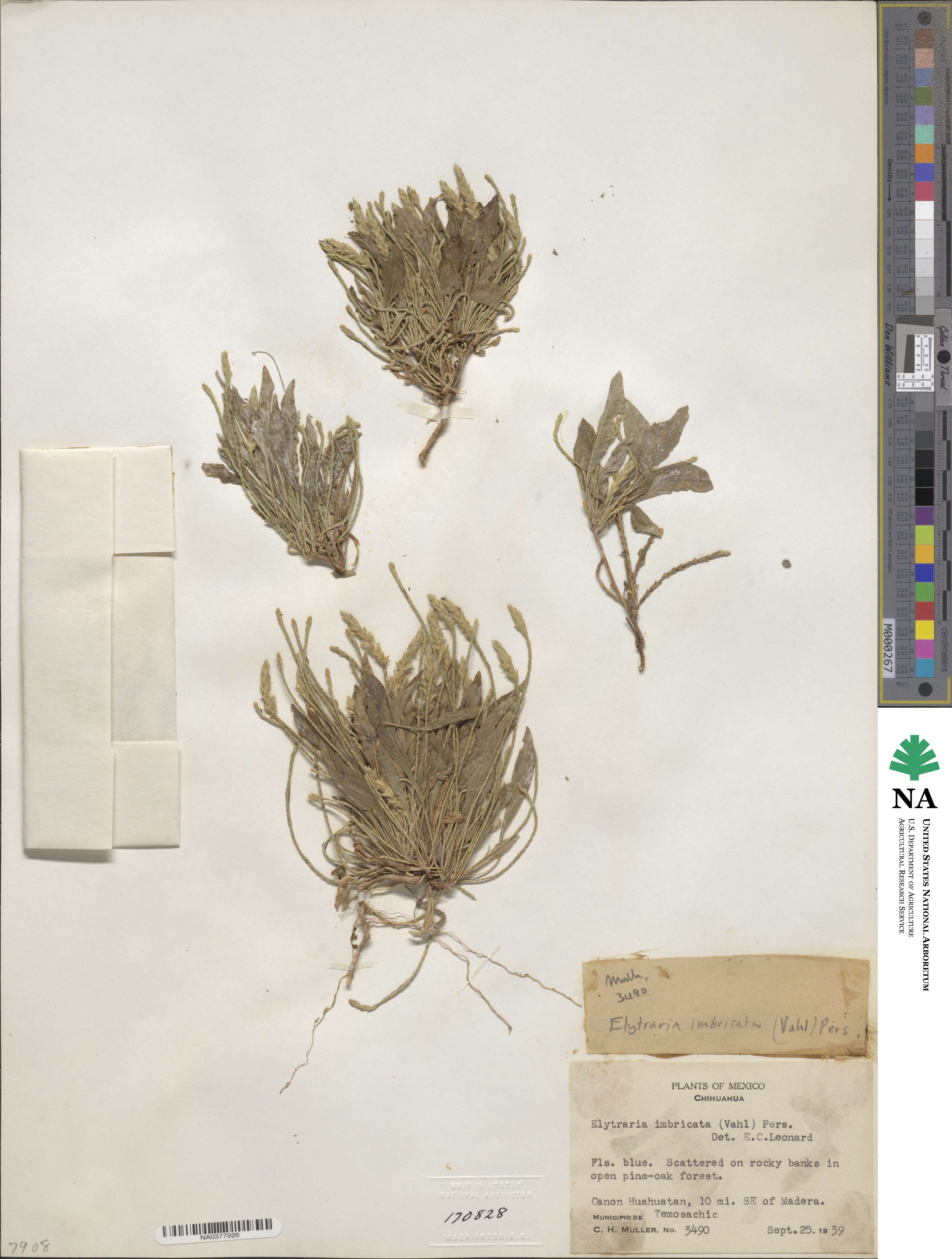 Elytraria imbricata image
