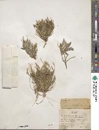 Elytraria imbricata image