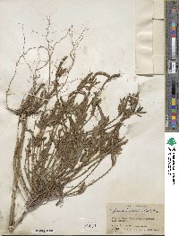 Elytraria imbricata image