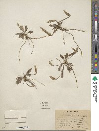 Image of Elytraria bromoides