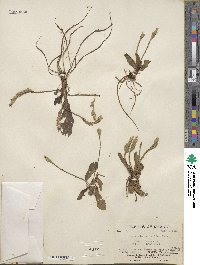 Elytraria bromoides image