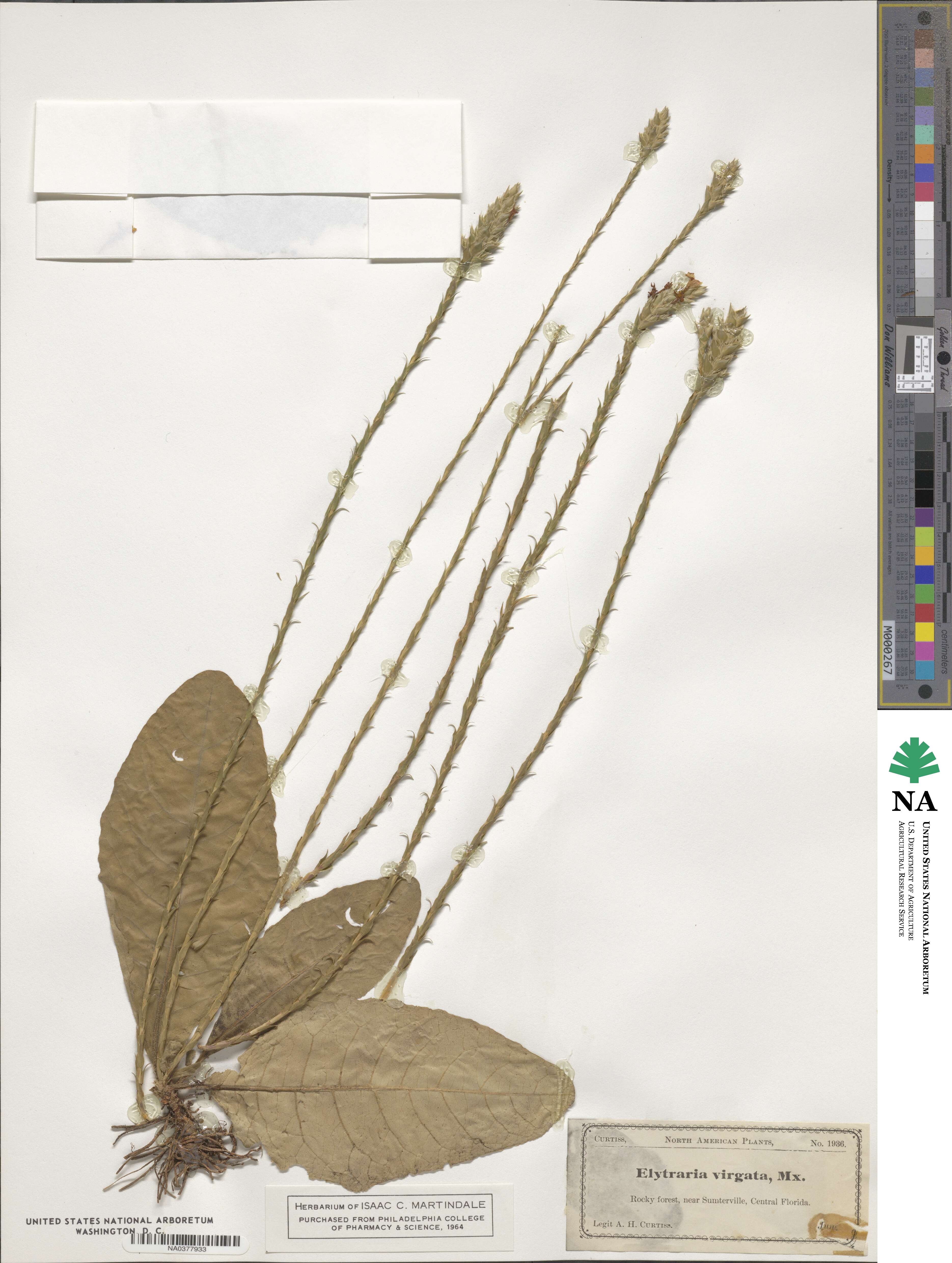 Elytraria virgata image