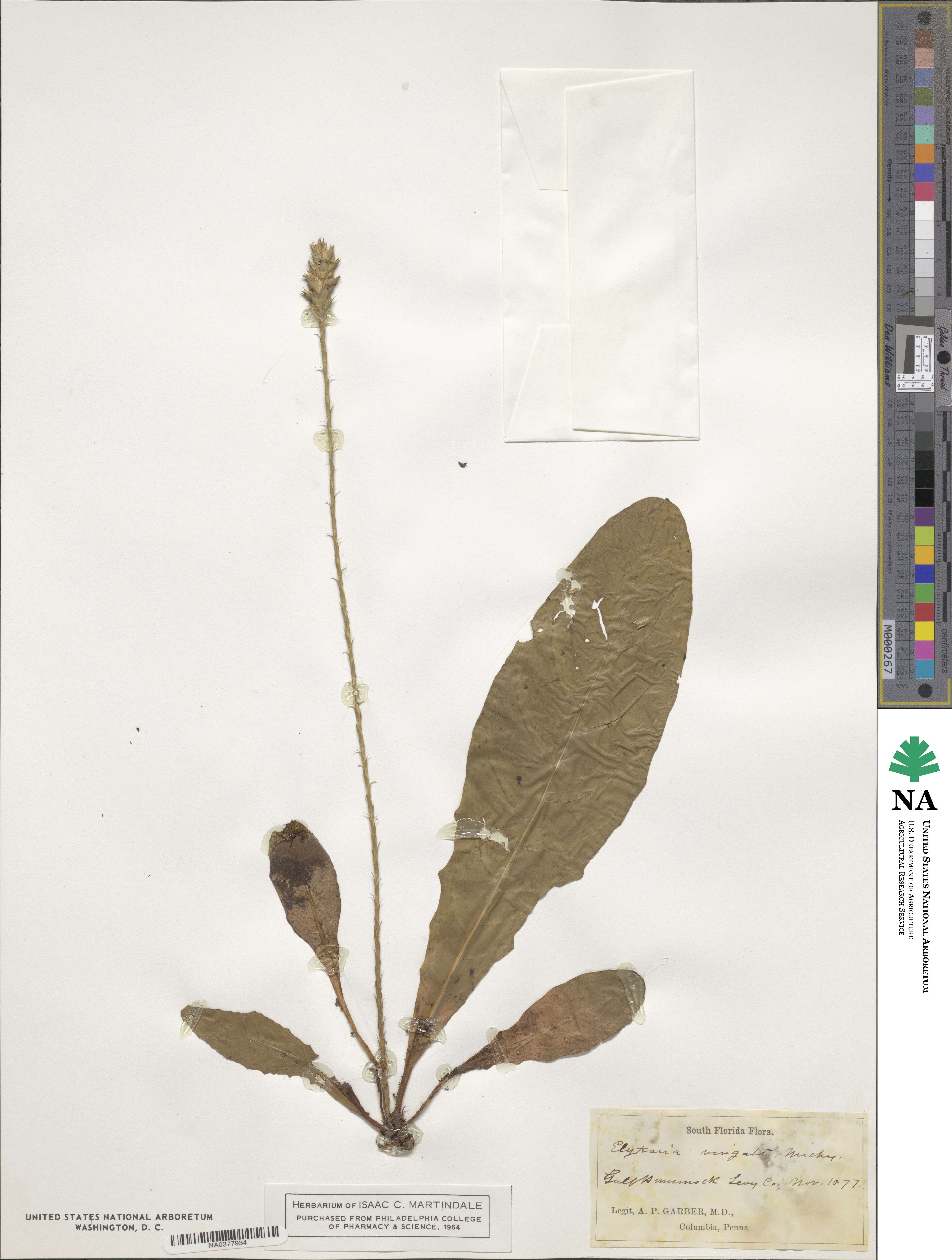 Elytraria virgata image