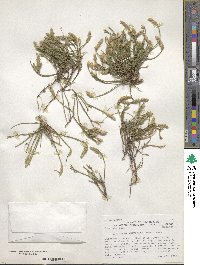 Elytraria imbricata image