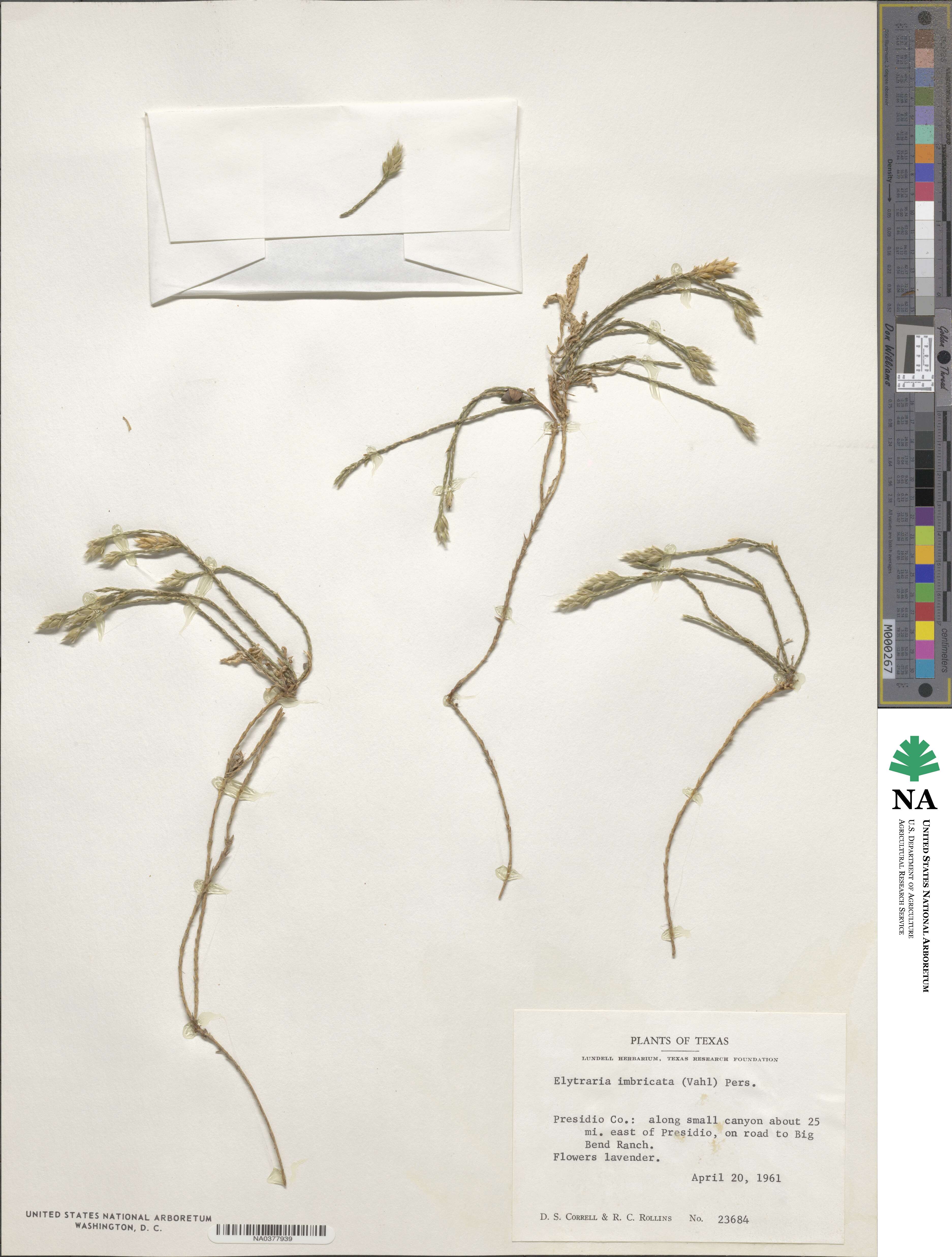 Elytraria imbricata image