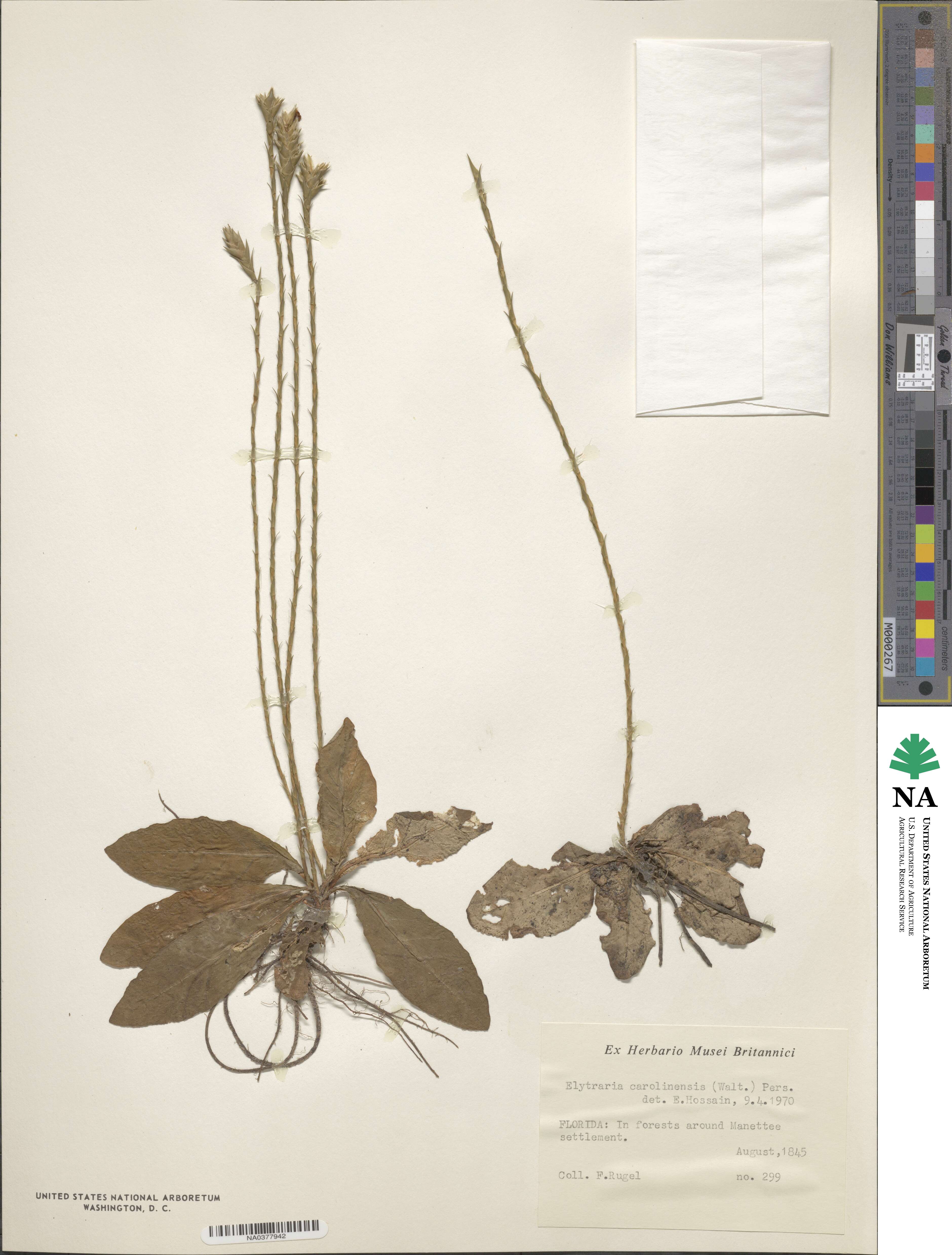 Elytraria caroliniensis image