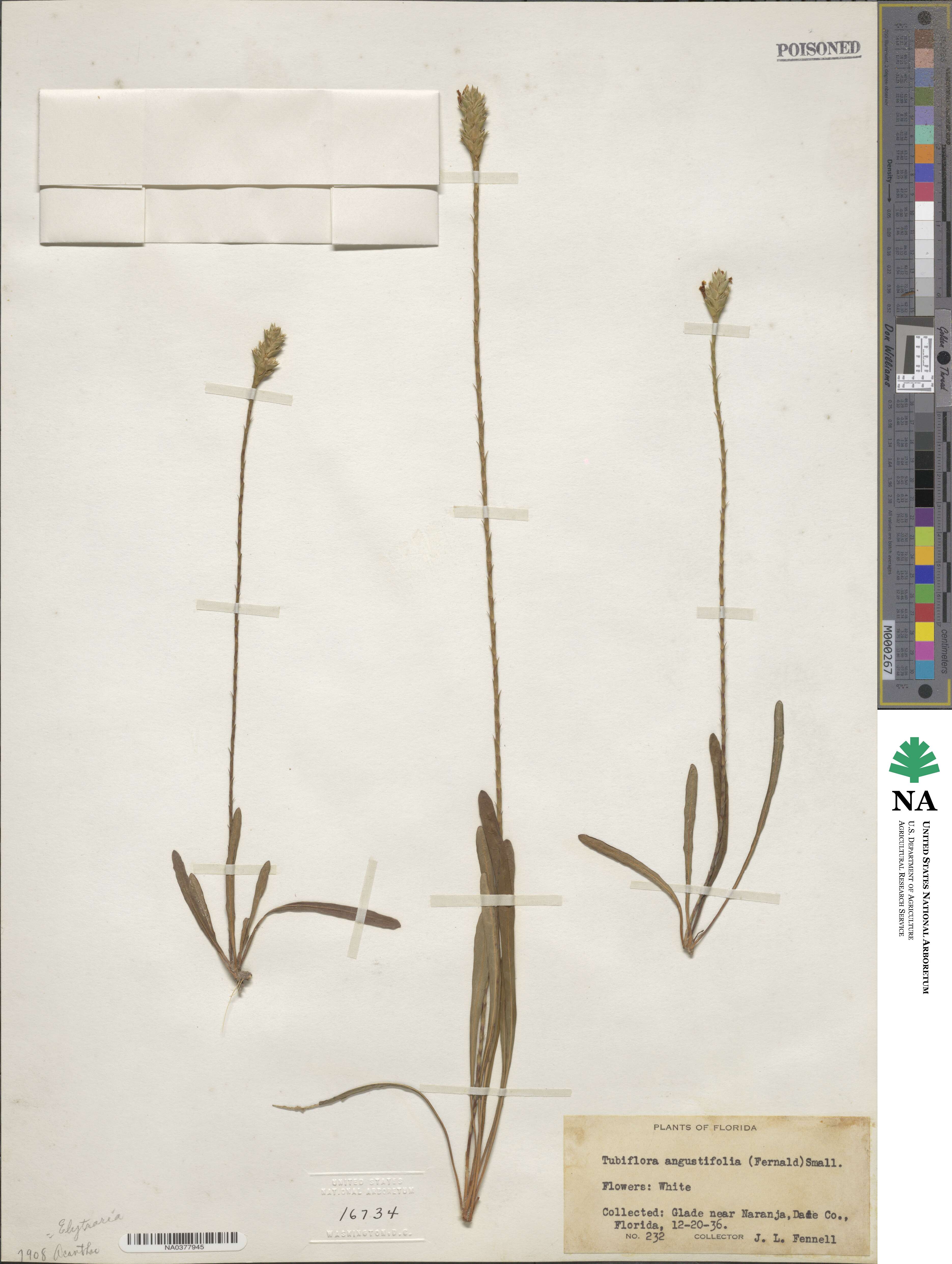 Elytraria caroliniensis image