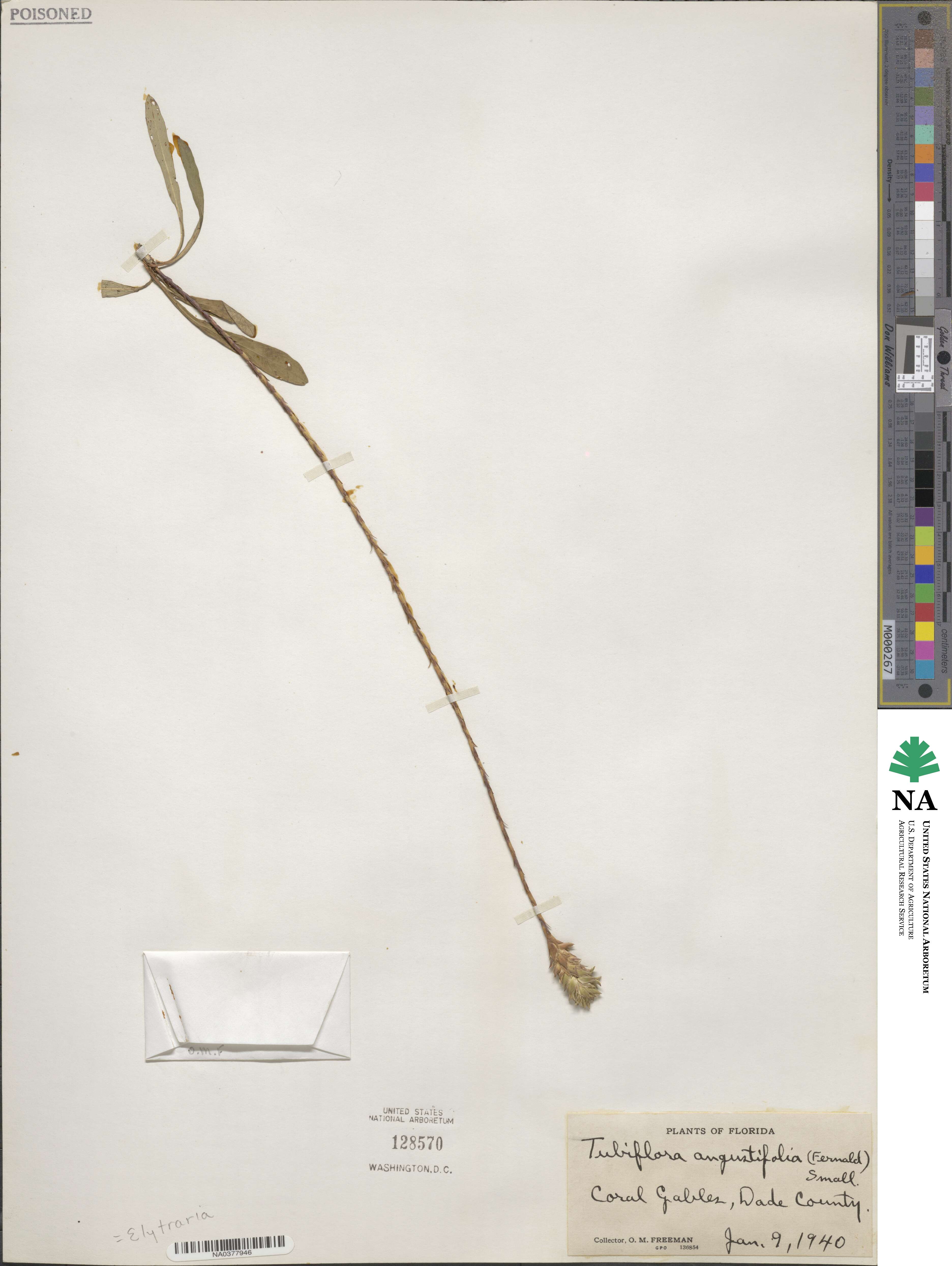 Elytraria caroliniensis image