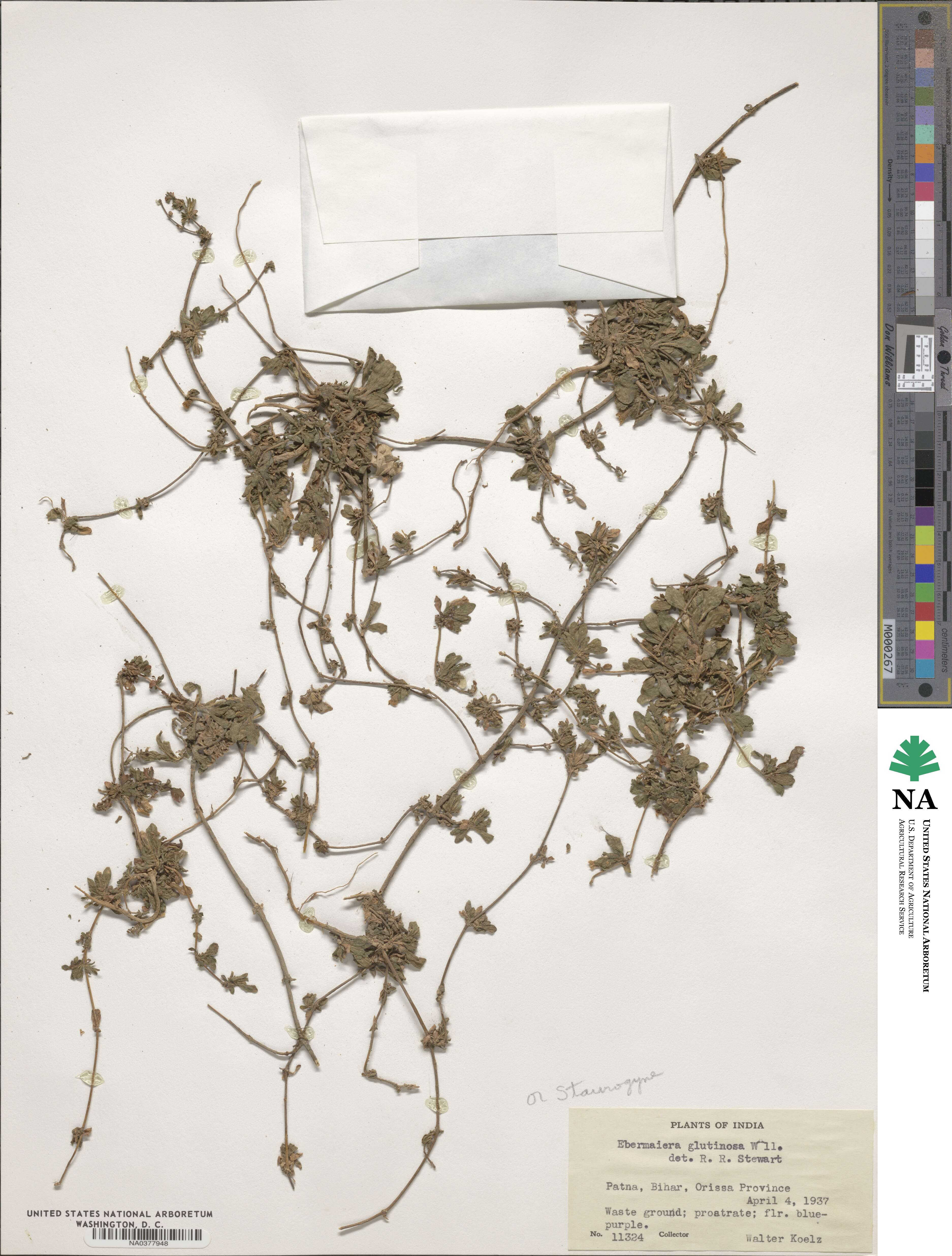 Staurogyne glutinosa image