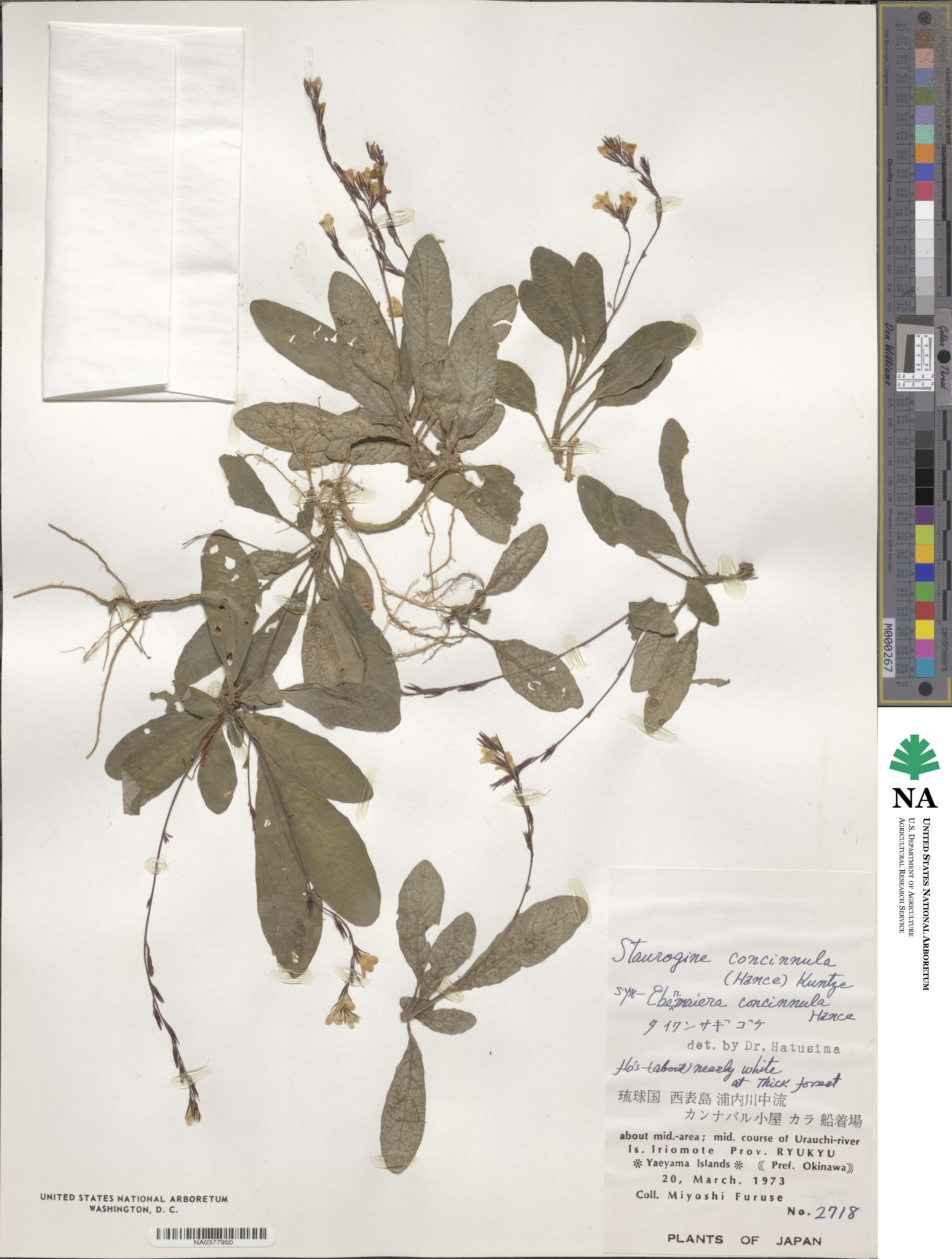 Staurogyne concinnula image
