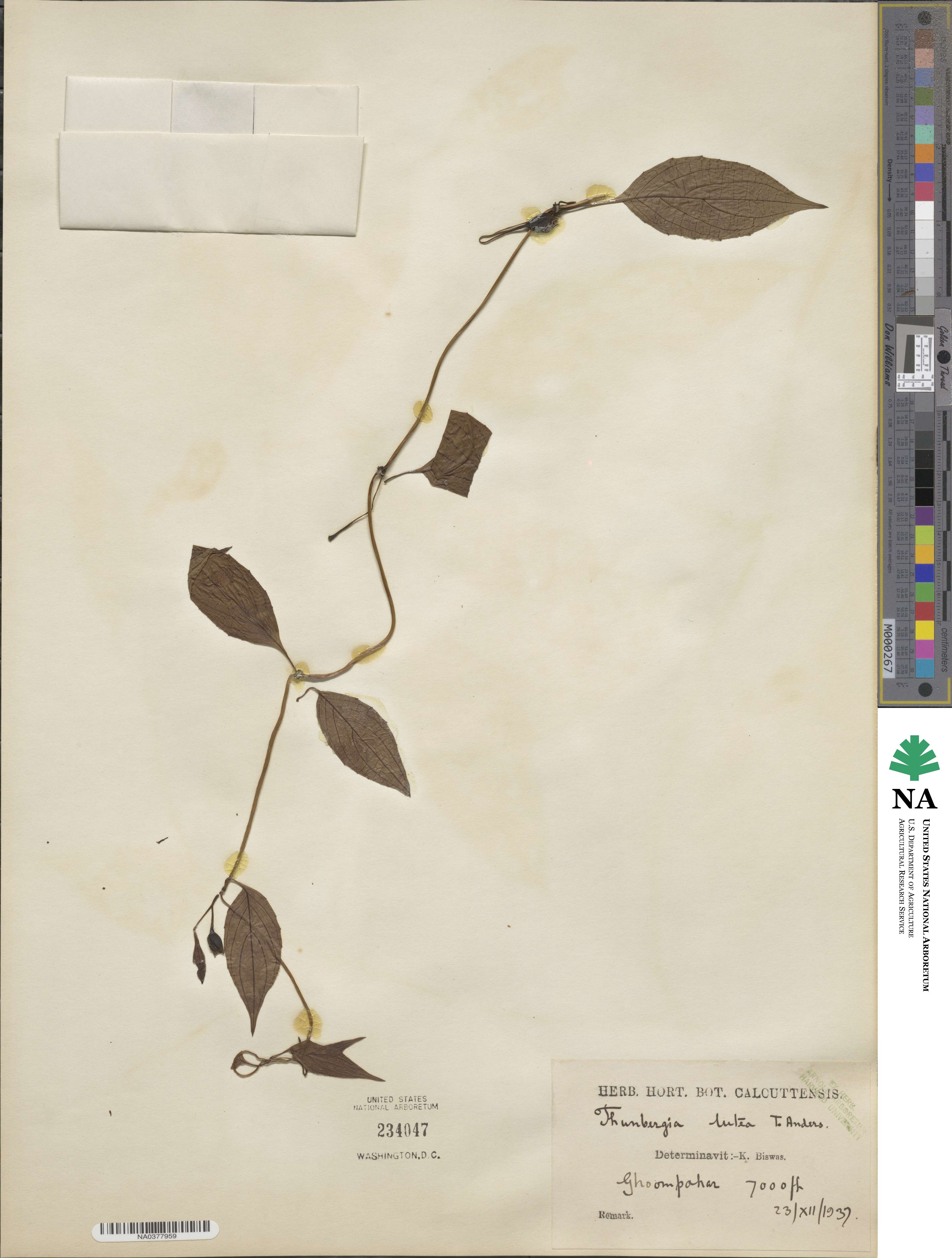Thunbergia lutea image